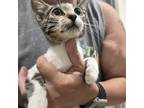 Adopt Portabella a Gray or Blue Domestic Shorthair / Mixed cat in St.