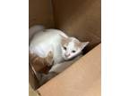 Adopt Winky a White Domestic Shorthair / Domestic Shorthair / Mixed cat in