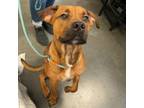 Adopt Charlie a Boxer / Labrador Retriever / Mixed dog in Dickinson