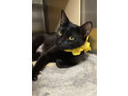 Adopt Baby Ruth a All Black Domestic Shorthair / Domestic Shorthair / Mixed cat