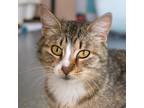 Adopt Parsley a Brown or Chocolate Domestic Shorthair / Mixed cat in Morgan