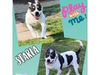 Adopt Starla a White - with Tan, Yellow or Fawn Staffordshire Bull Terrier /