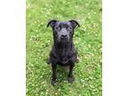 Adopt Martini a Black Labrador Retriever / American Pit Bull Terrier / Mixed dog