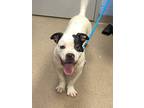 Adopt Yin - IN FOSTER a White Mixed Breed (Medium) / Mixed dog in Chamblee