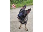 Adopt Sabre a Black - with Tan, Yellow or Fawn German Shepherd Dog / Mixed dog