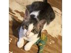 Adopt Bartok JG a Gray or Blue Domestic Shorthair / Mixed cat in Baltimore