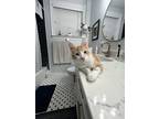Adopt Carrot IN FOSTER a Orange or Red Domestic Shorthair / Domestic Shorthair /