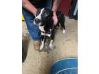 Adopt Hazel a Husky / Mixed Breed (Medium) / Mixed dog in Fayetteville