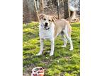 Adopt RED a Red/Golden/Orange/Chestnut - with White Beagle / Australian Cattle