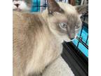 Adopt Hatterus a White (Mostly) Snowshoe / Mixed cat in League City