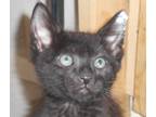 Adopt Sodar a All Black Domestic Shorthair (short coat) cat in North Highlands