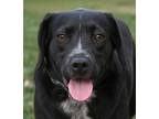 Adopt Louise a Labrador Retriever, Beagle
