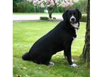 Adopt THELMA a Labrador Retriever, Beagle