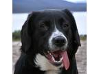 Adopt THELMA a Labrador Retriever, Beagle