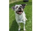 Adopt Chloe - Kitchener a White Mixed Breed (Medium) / Mixed dog in Kitchener