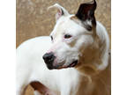 Adopt Agnus a White American Staffordshire Terrier / Mixed dog in Lihue