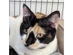 Adopt Calipso (Dorthoea) a Calico or Dilute Calico Domestic Longhair / Mixed cat
