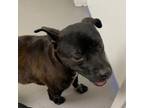 Adopt Gracie Mae a Brindle American Staffordshire Terrier / Mixed dog in