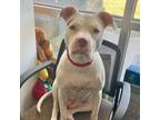 Adopt Alondra a White - with Tan, Yellow or Fawn American Staffordshire Terrier