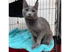 Adopt Skeeter a Gray or Blue Russian Blue / Mixed (short coat) cat in