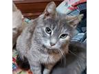 Adopt Zubeia a Gray or Blue Domestic Shorthair / Mixed cat in Rochester