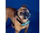 Adopt Jack a Brown/Chocolate Boxer / Mixed dog in Wilmington, DE (38327571)