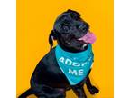 Adopt Bub a Black Labrador Retriever / Mixed dog in Wilmington, DE (38327576)