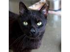 Adopt Eclipse a All Black Domestic Shorthair / Mixed cat in Wilmington