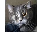 Adopt Chloe Bonded with Zoey a Gray or Blue Domestic Shorthair / Mixed cat in