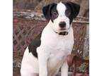 Adopt Domino a Black Mixed Breed (Medium) / Mixed Breed (Medium) / Mixed dog in