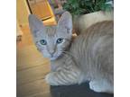 Adopt Cheer Up Charlie a Orange or Red Domestic Shorthair / Mixed cat in Austin
