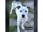 Adopt SPRINKLES a Staffordshire Bull Terrier, Mixed Breed