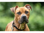 Adopt Zac a Tan/Yellow/Fawn Mixed Breed (Large) / Mixed dog in Georgetown