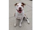 Adopt Robin a Brown/Chocolate - with White American Staffordshire Terrier /