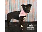 Adopt LYRIC a Labrador Retriever, Mixed Breed