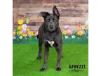 Adopt LAVENDER a Labrador Retriever, Mixed Breed