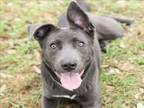 Adopt LAVENDER a Labrador Retriever, Mixed Breed