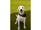 Adopt XENA a White Retriever (Unknown Type) / Mixed dog in Port St Lucie