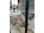 Adopt Addie a Gray, Blue or Silver Tabby Domestic Shorthair (short coat) cat in