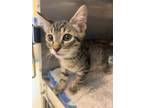 Adopt Ty a Brown or Chocolate Domestic Shorthair / Domestic Shorthair / Mixed