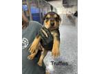 Adopt Truffles a Brown/Chocolate Mixed Breed (Medium) dog in Whiteville