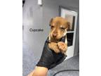 Adopt Cupcake a Black Mixed Breed (Medium) dog in Whiteville, NC (38350156)