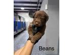 Adopt Beans a Black Mixed Breed (Medium) dog in Whiteville, NC (38350157)