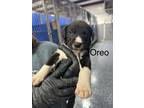 Adopt Oreo a Black Mixed Breed (Medium) dog in Whiteville, NC (38350158)