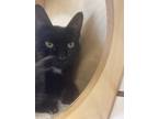 Adopt Greta a All Black Domestic Shorthair / Domestic Shorthair / Mixed cat in