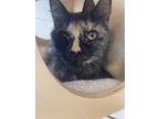 Adopt Saorise a All Black Domestic Shorthair / Domestic Shorthair / Mixed cat in