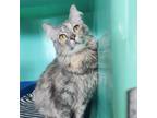 Adopt Smoki a Tortoiseshell Domestic Longhair / Mixed cat in Spanish Fork