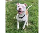 Adopt Mr Monk a White - with Tan, Yellow or Fawn American Pit Bull Terrier /