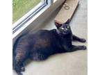 Adopt Macaroni a All Black Domestic Shorthair / Mixed cat in Wilmington