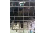 Adopt Debby a All Black Domestic Shorthair / Domestic Shorthair / Mixed cat in